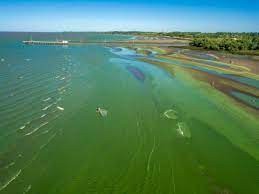 Alerta por la presencia de cianobacterias en la zona ribereña de Berisso y Ensenada | Actualidad