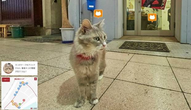 Así es el "Cat Street View", servicio online de mapas desde la perspectiva de un gato | Tecno