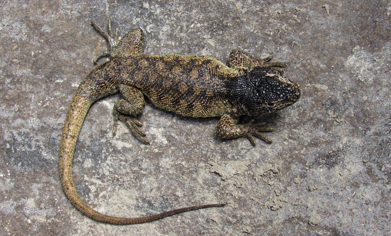 Perú libera a más de 2.200 animales silvestres en su hábitat natural | Clima, naturaleza y medio ambiente