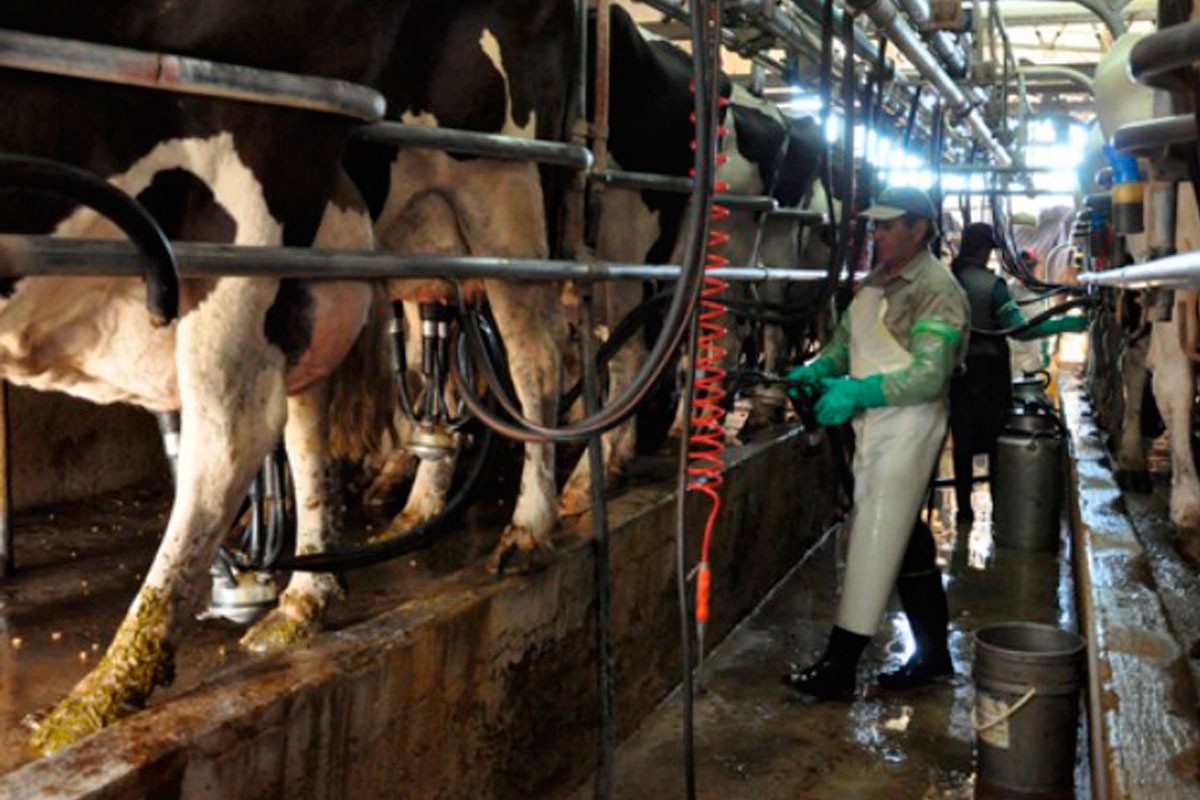 El Gobierno comprará el excedente de leche a los tamberos | Política