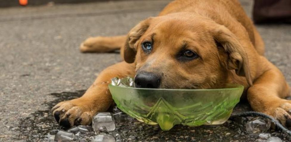 El cuidado de las mascotas: medidas de prevención para evitar golpes de calor | Actualidad