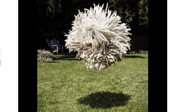 Las fotos del perro ultra peludo de Mark Zuckerberg que no podemos dejar de mirar | Tecno