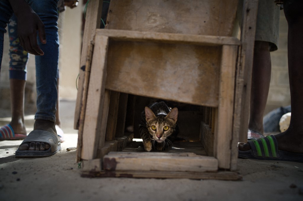 Niños cazadores de gatos: una fuente de alimentos en Tombuctú | Internacionales