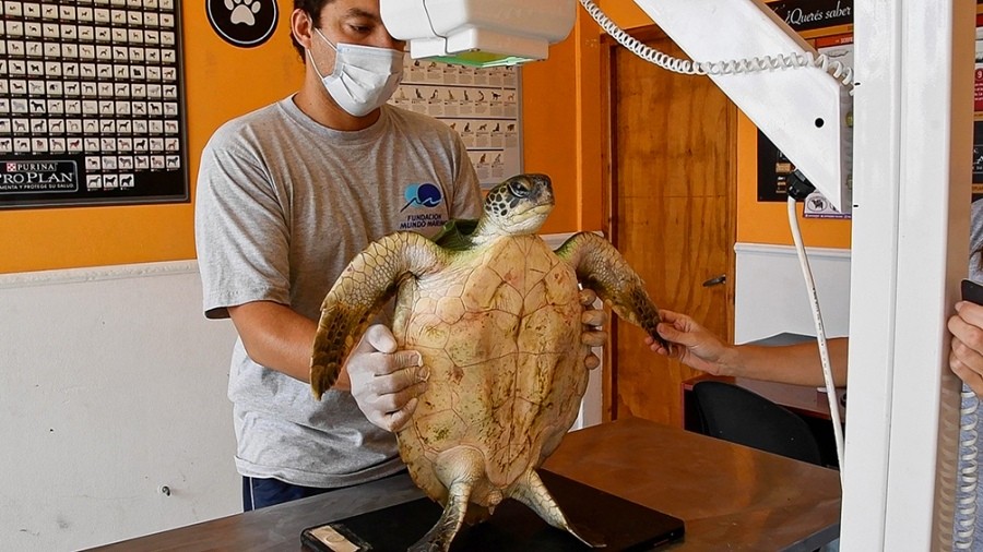 Seis tortugas marinas fueron regresadas al mar en San Clemente | Clima, naturaleza y medio ambiente