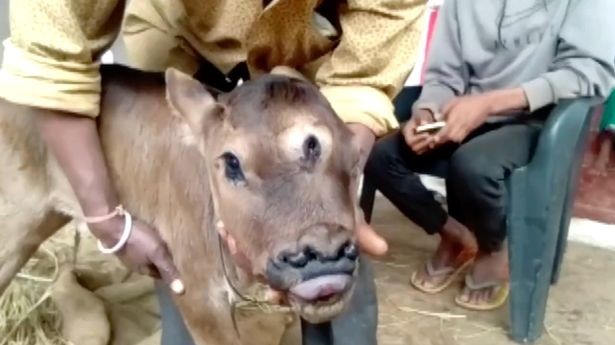 Nació un ternero con 3 ojos y 4 fosas nasales: creen que es la reencarnación de un dios | Internacionales