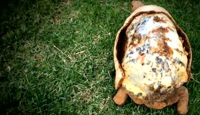 Gracias a una impresora 3D, una tortuga recuperó su caparazón | Tecno