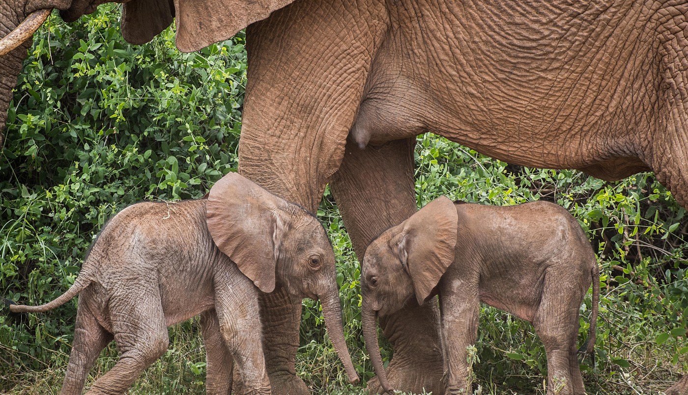 Inusual nacimiento de elefantes gemelos en Kenia | Clima, naturaleza y medio ambiente