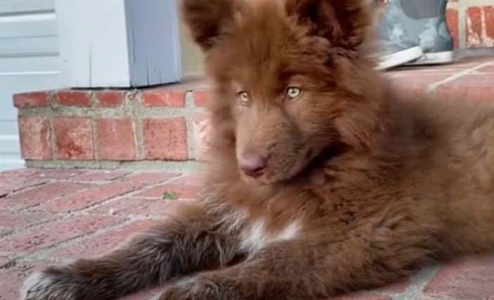 Clonación de mascotas, la nueva tendencia de los influencers | TFN Digital | Últimos videos