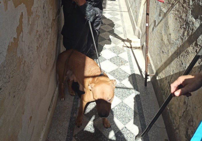 Rescatan a 9 perros abandonados sin agua ni comida en una casa de Barracas | Actualidad