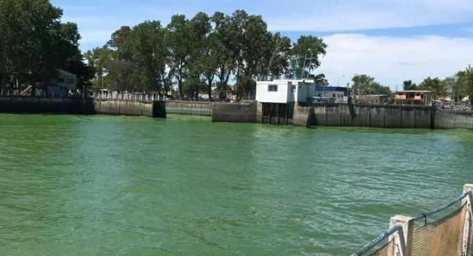 Alerta naranja por la presencia de cianobacterias en las costas de Berisso y Ensenada | Clima, naturaleza y medio ambiente