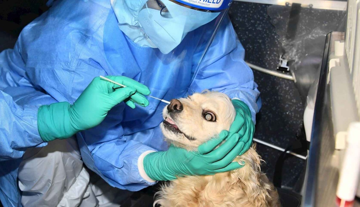 Investigadoras desarrollaron un test de coronavirus que también funciona en animales | Actualidad