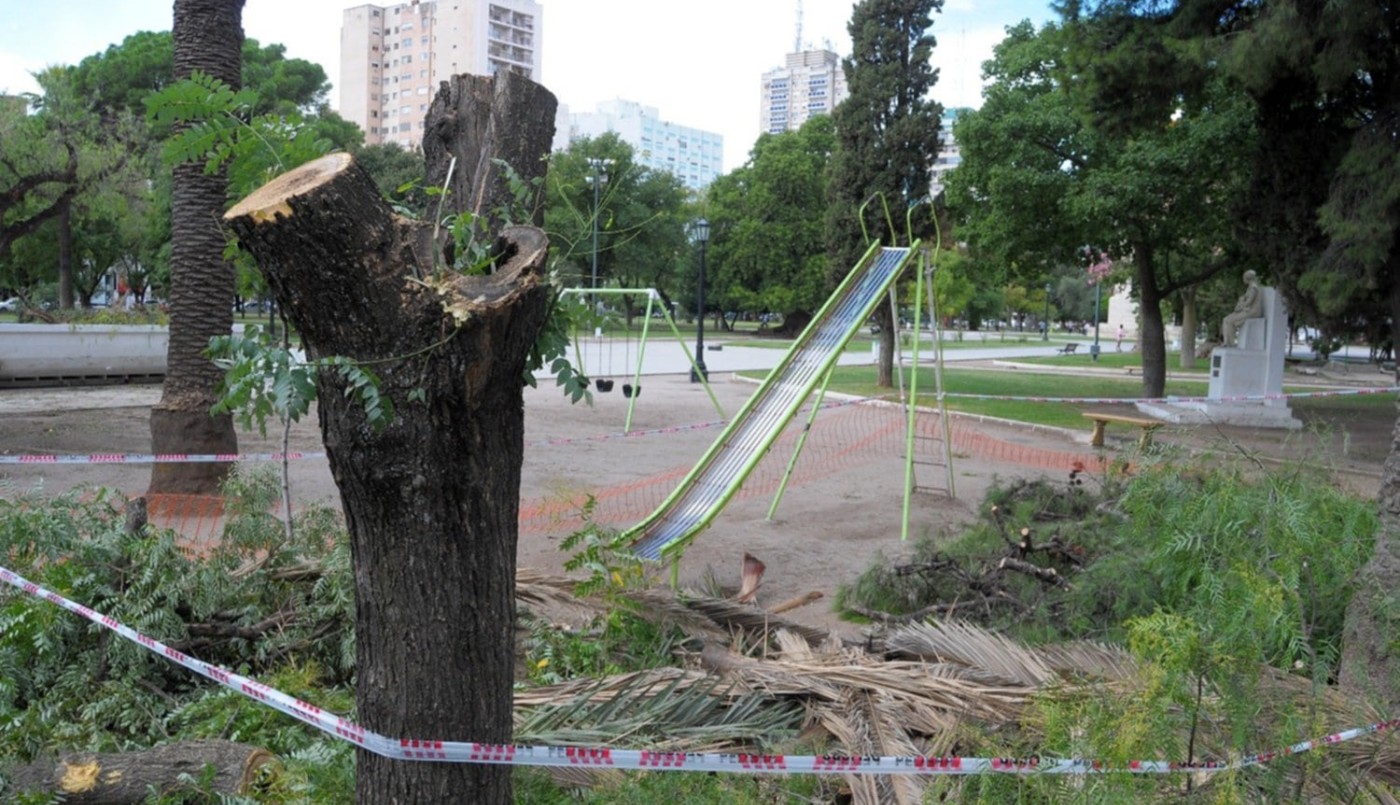 Organizaciones ambientalistas denuncian la muerte de casi mil árboles en espacios públicos porteños | Clima, naturaleza y medio ambiente