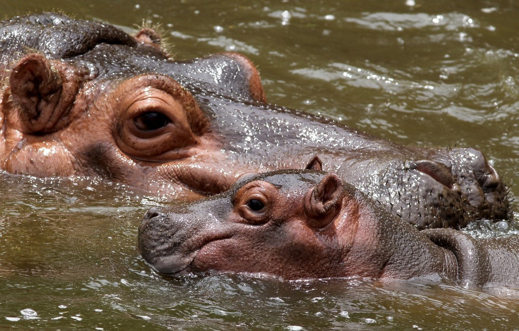 "Especie invasora": piden que se permita cazar a los hipopótamos en Colombia | Internacionales