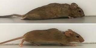 Desarrollaron una médula espinal humana que devuelve movimiento a ratones paralizados | Internacionales