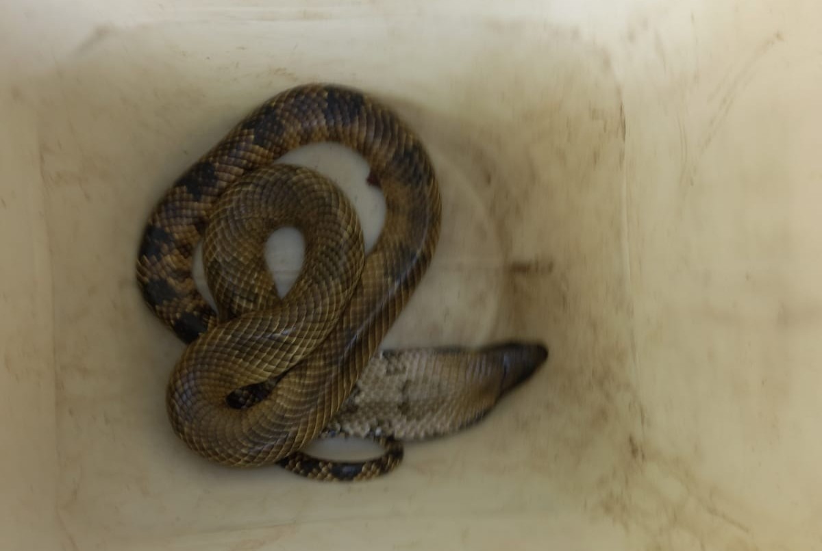 Córdoba: Enviaron una serpiente por encomienda | Actualidad