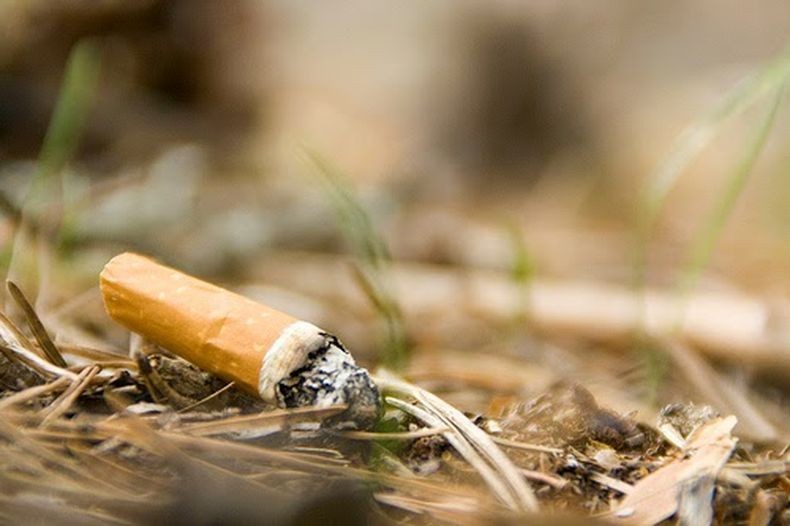 Una colilla: la imprudencia de un turista que casi genera un incendio forestal en el Parque Nacional Los Glaciares | Actualidad