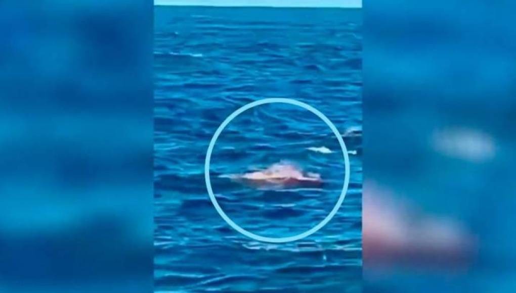 Imágenes sensibles: Un tiburón blanco devoró a un nadador en Australia | Internacionales