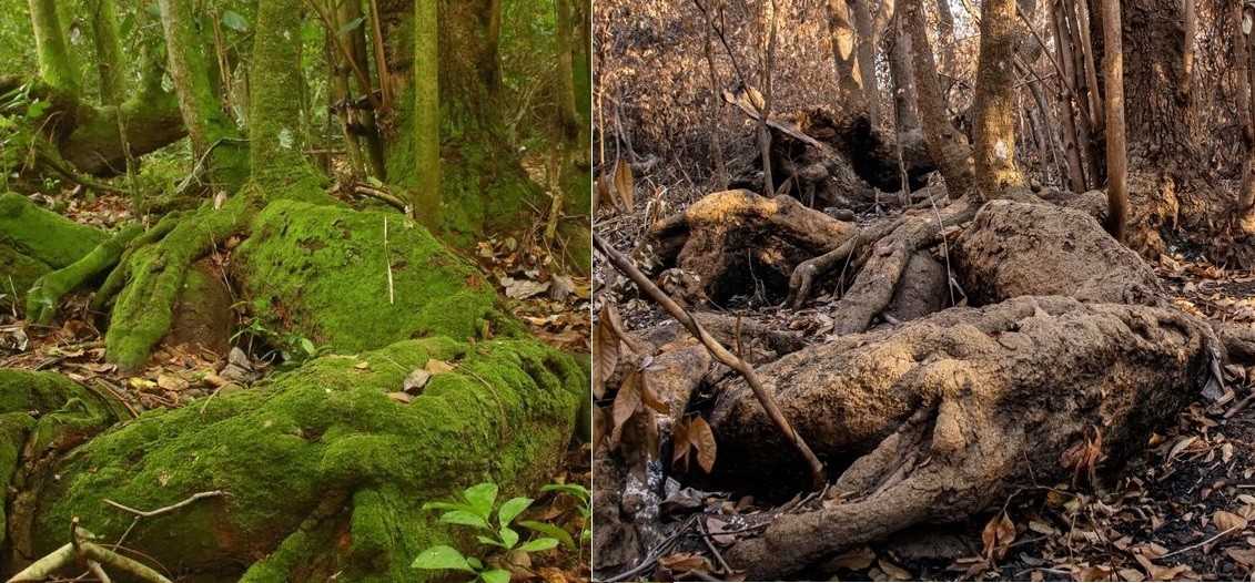 Imágenes del daño ambiental: el antes y después de los incendios en los Esteros de Iberá | Actualidad