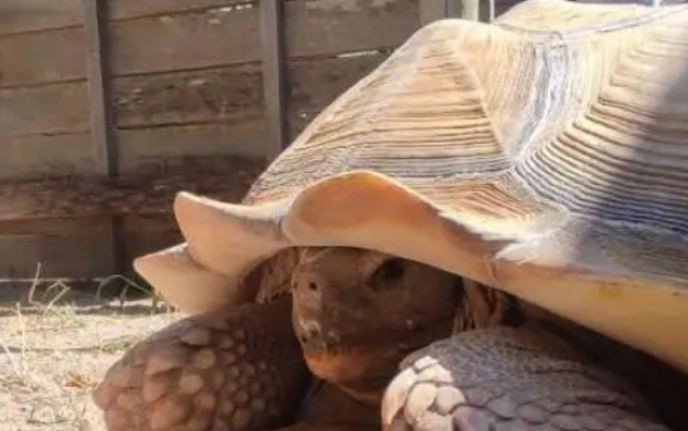 Encontraron en Mendoza una tortuga gigante que está en "peligro crítico" | Actualidad