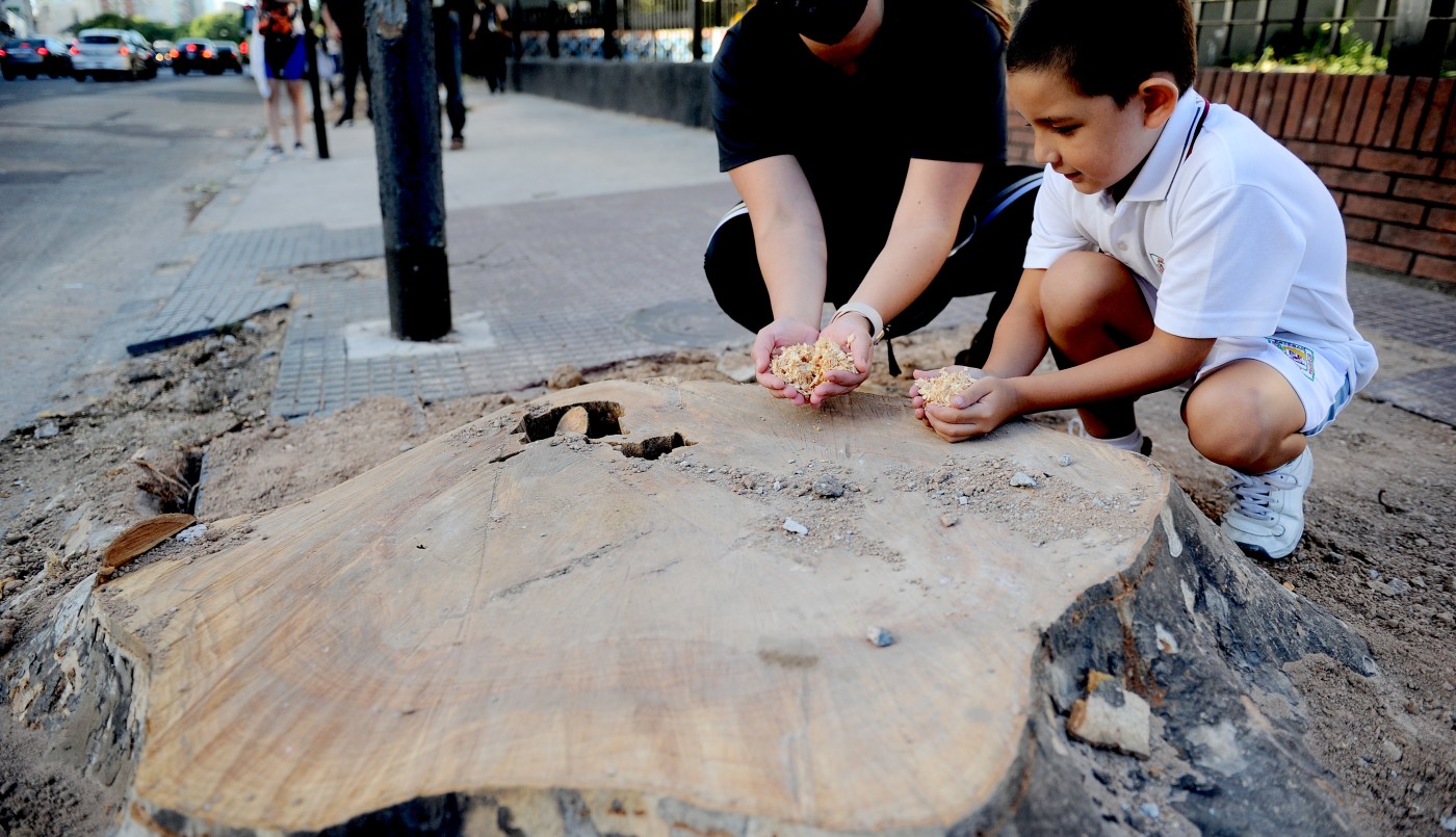 Rechazan la tala de unos 70 árboles por la obra del Metrobus | Actualidad