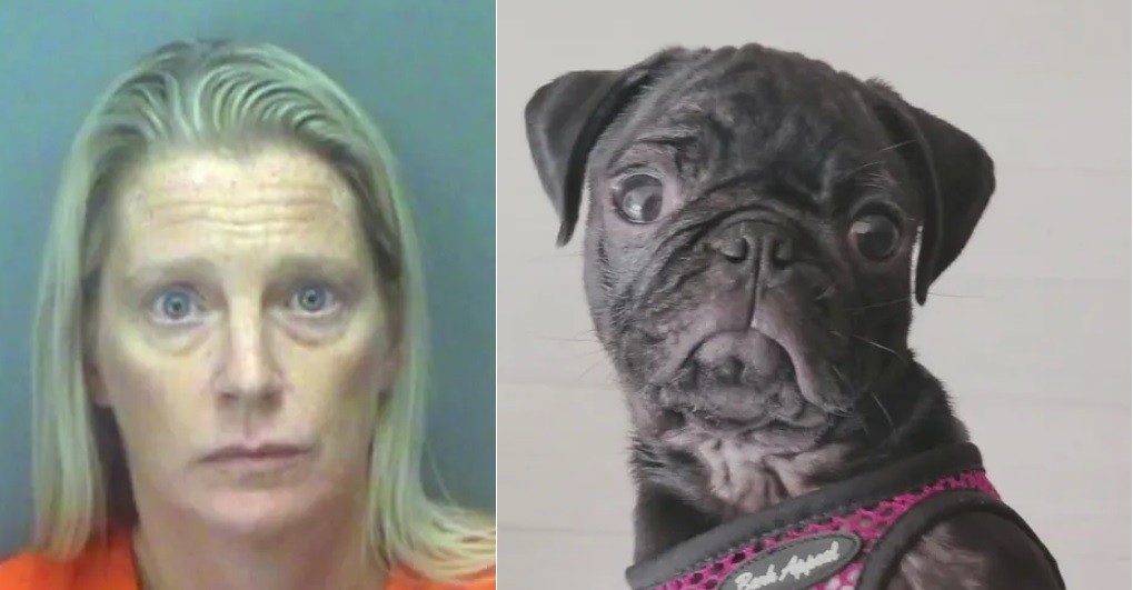 Discutió con el ex y tiró a su perro desde un séptimo piso | Internacionales