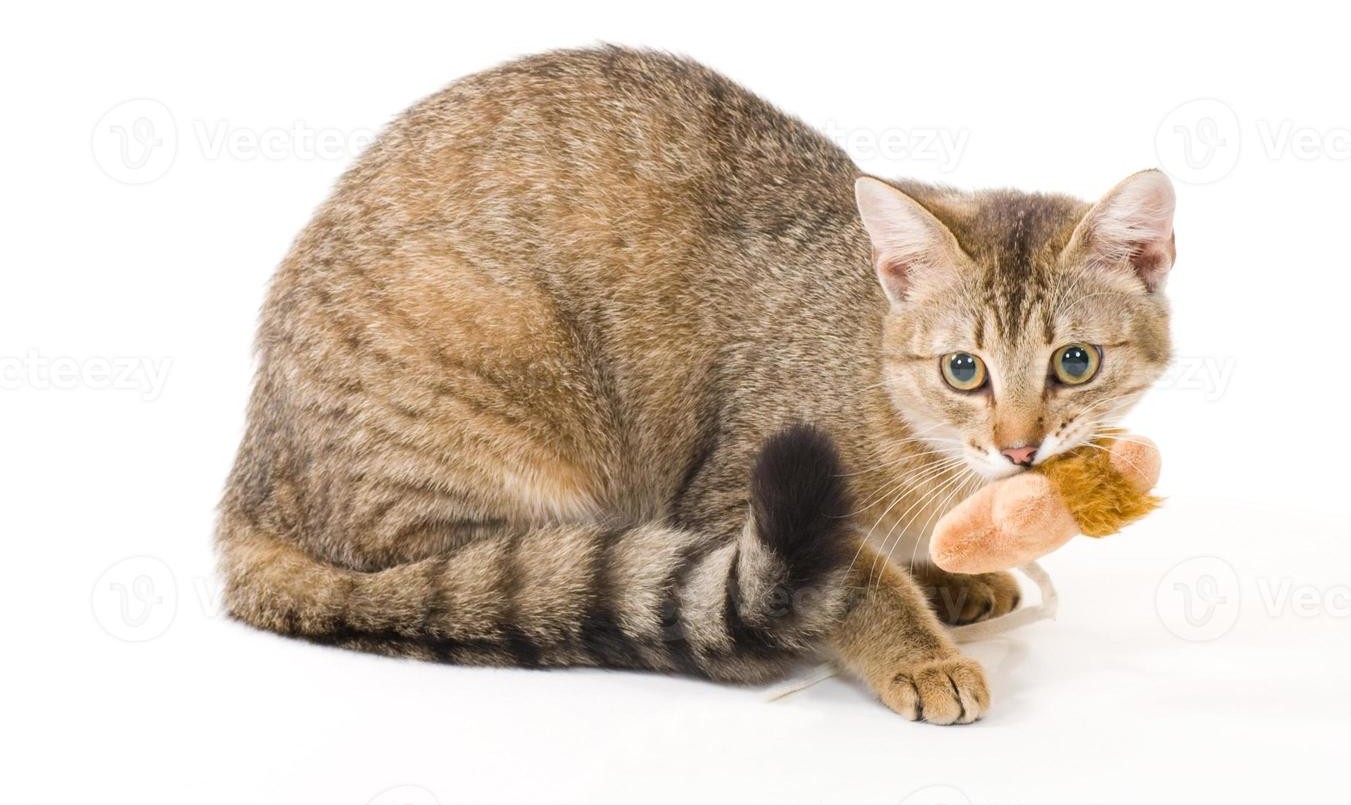 Imponen sanciones contra gatos rusos y la medida generó debate | Actualidad