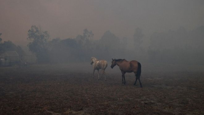 Continúan los rescates de animales afectados por los incendios en Corrientes | Clima, naturaleza y medio ambiente