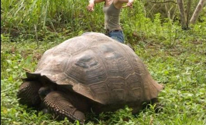 Descubren una nueva especie de tortuga gigante en Galápagos | Internacionales