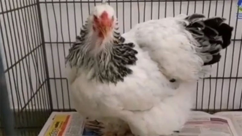 "Caso Cococha": comenzó el juicio por el abuso sexual a una gallina | Internacionales