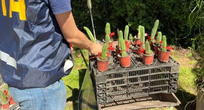 Viveros de Merlo y Moreno vendían cactus alucinógenos | Actualidad