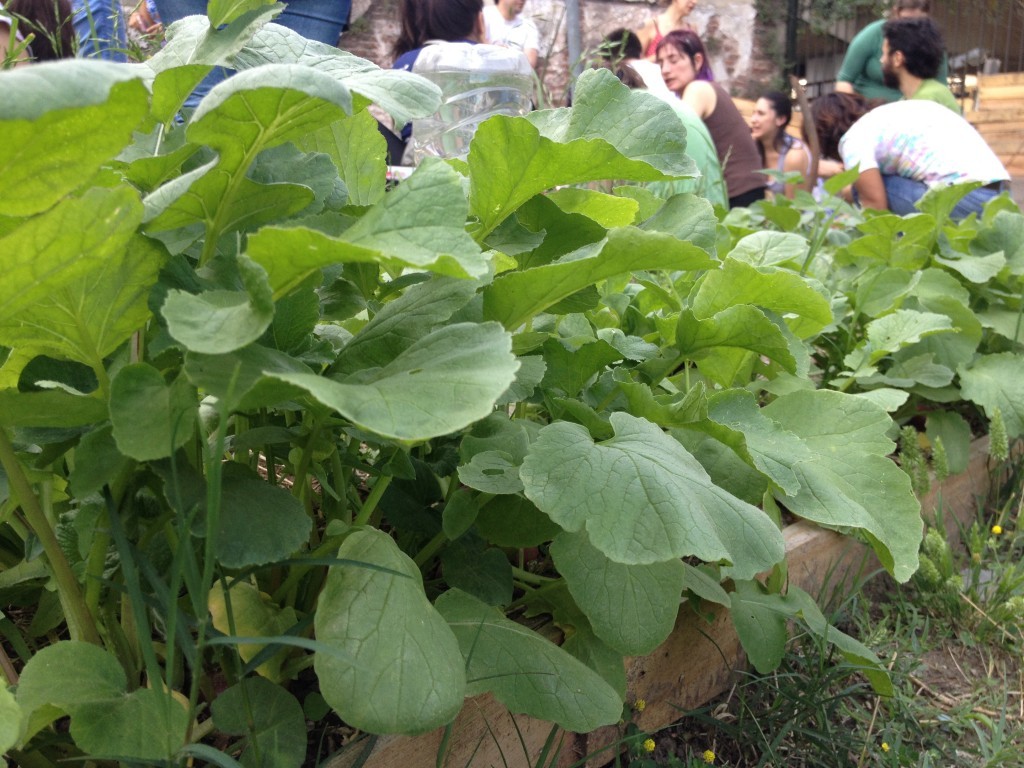 Inauguran una huerta agroecológica en la UBA para enseñar a cultivar a estudiantes y vecinos | Actualidad