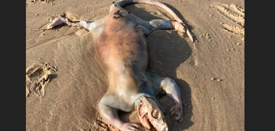 Apareció una misteriosa criatura “alienígena” en una playa de Australia | Internacionales