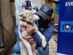 Clausuran criadero ilegal de perros y rescatan animales en estado de maltrato y abandono | Actualidad