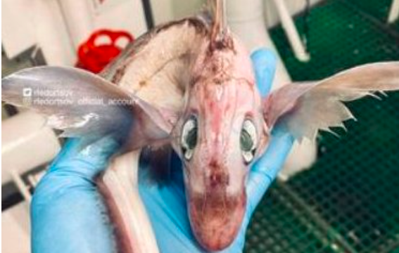 Un pescador ruso halló una extraña criatura en el mar: "bebé dragón" | Internacionales