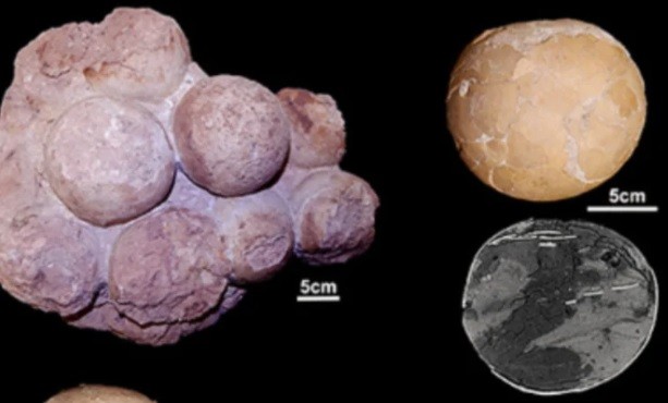 Descubrieron el primer nido de titanosaurios | Internacionales