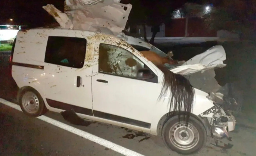 Impactante choque: un caballo quedó incrustado en su camioneta | Actualidad
