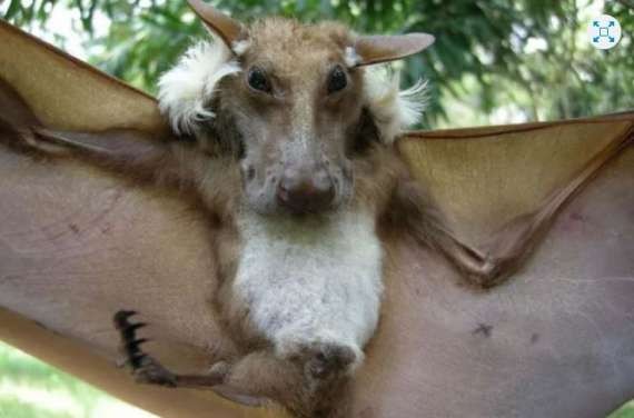 Capturaron a un murciélago gigante en África | Internacionales