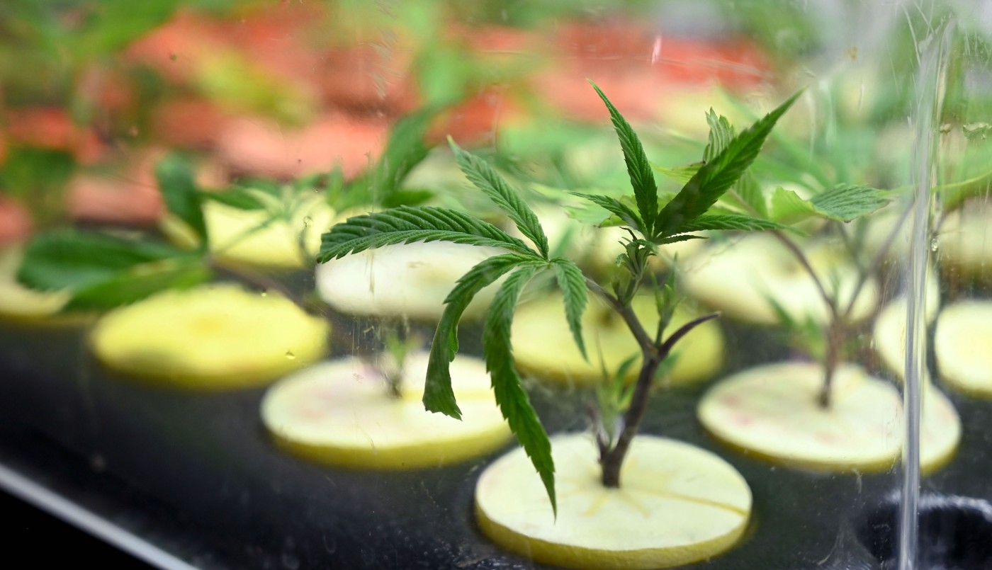 420, día de la marihuana: qué es legal y qué no en Argentina | Actualidad