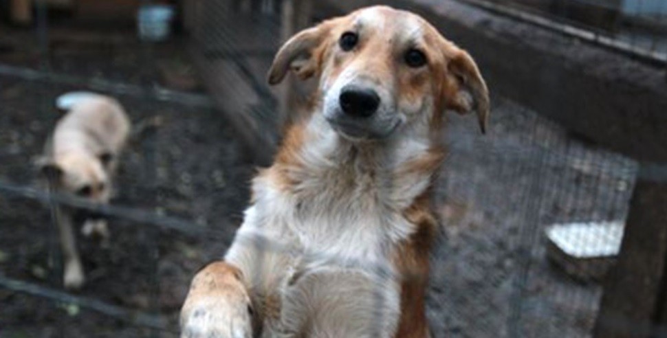 "Genocidio animal": critican la decisión municipal de sacfrificar a los perros que pasen 6 meses sin ser adoptados | Actualidad