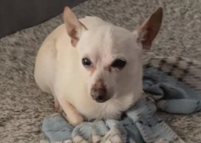 El perro más viejo del mundo es un chihuahua y vive en Florida | Internacionales