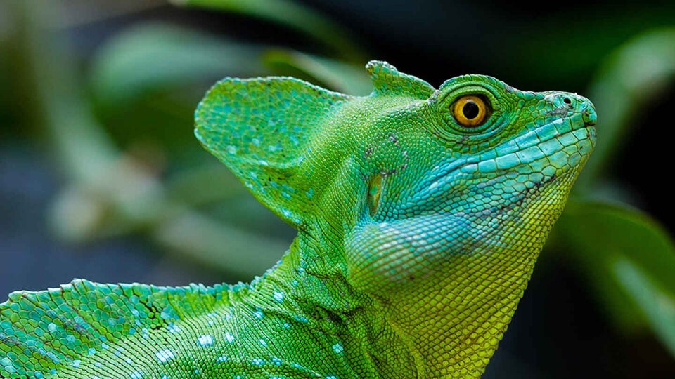 El 20% de los reptiles se encuentran en "peligro de extinción" | Clima, naturaleza y medio ambiente