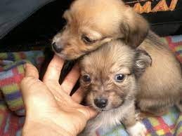 Lanzan la primera plataforma de adopción de perros de la Argentina | Actualidad