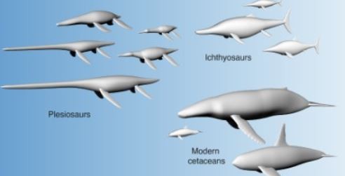 Científicos descubren que el tamaño y no la forma ayudan a los animales marinos a nadar | Clima, naturaleza y medio ambiente