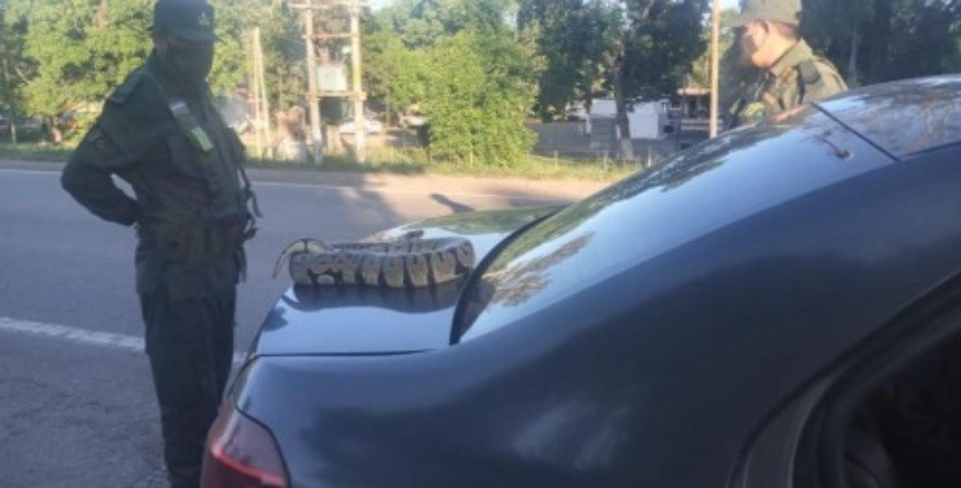 Gendarmería frenó a un remis en un control de rutina: una pasajera llevaba una pitón | Actualidad