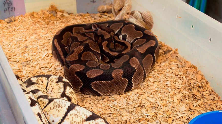 Rescataron a una pitón que era transportada por una mujer en un remis | Actualidad