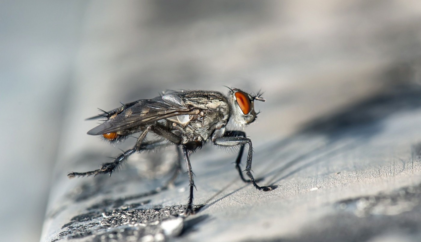 Argentina busca contener el avance de las moscas en la Antártida | Clima, naturaleza y medio ambiente