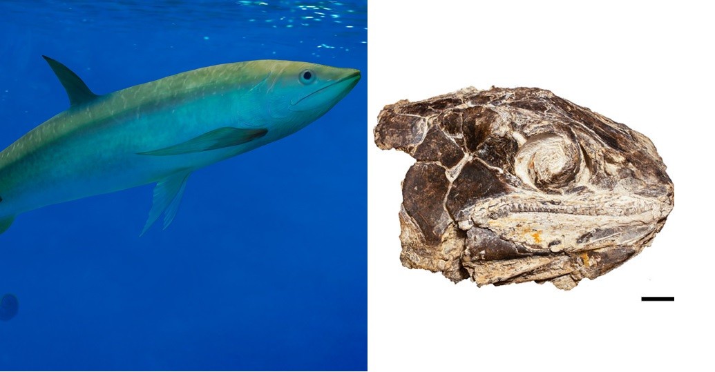 Hallaron en Vaca Muerta los fósiles de un pez extinto hace 150 millones de años | Actualidad