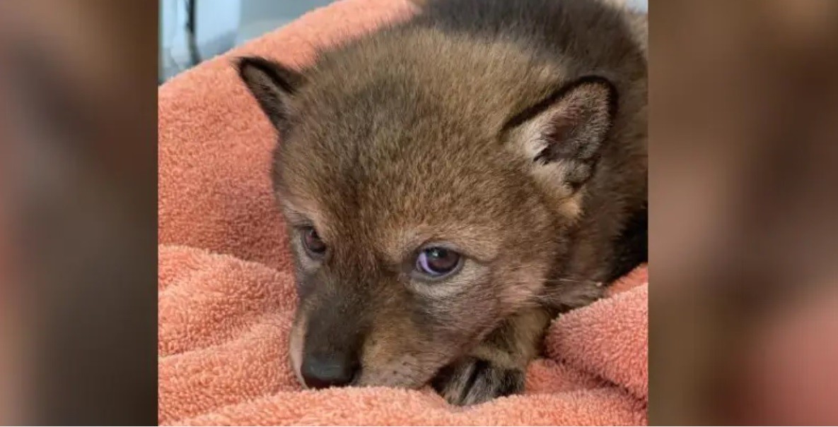 Creyeron que habían rescatado a un perro callejero y se llevaron una sorpresa | Internacionales