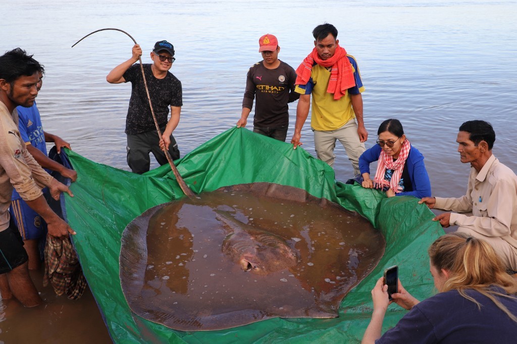 Video: pescadores capturaron una raya de 4 metros y la devolvieron al agua | Internacionales