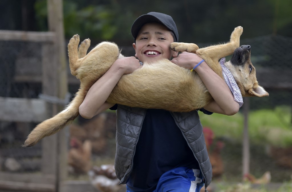 Investigan si existe un vínculo entre hepatitis severa de origen desconocido y los perros | Actualidad
